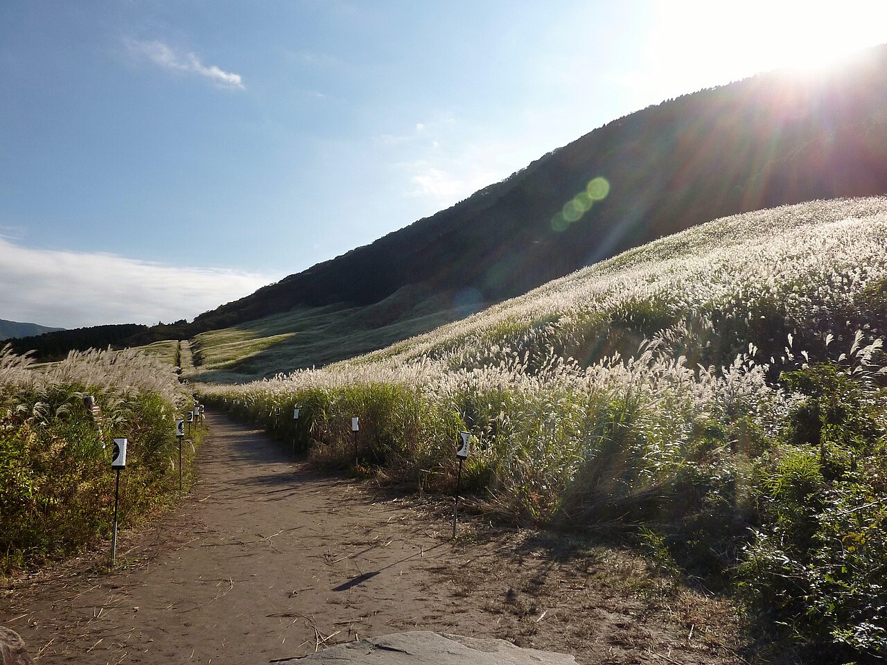 Autumn susuki grassland in Sengokuhara